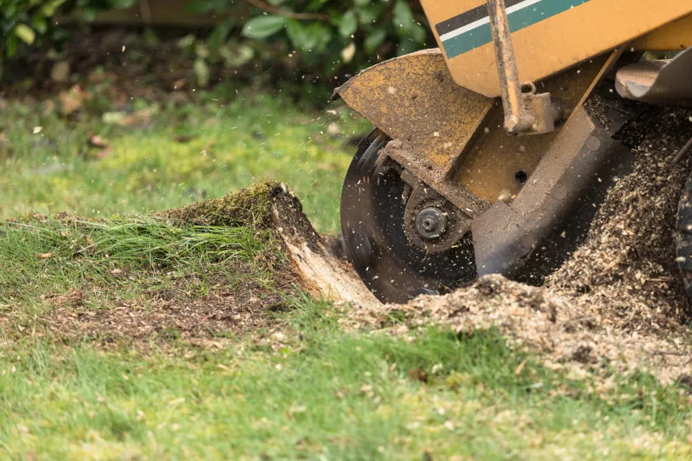 Williams Tree Service LLC gallery 8