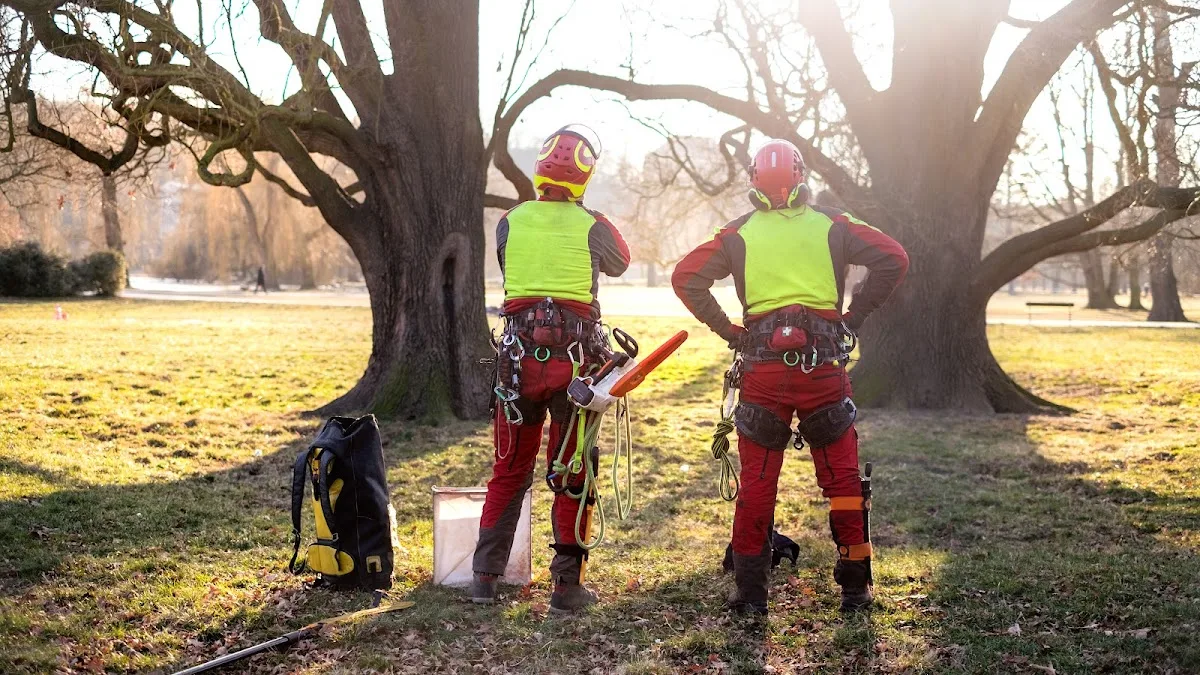 Zonum Tree Service
